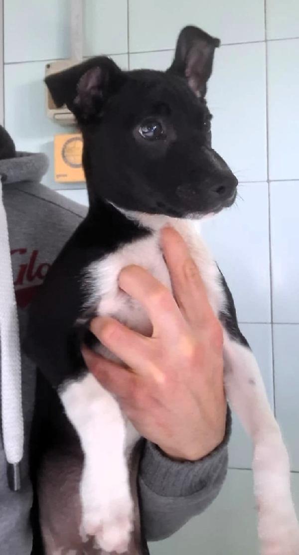 CHICO CUCCIOLO STREPITOSO Foto 3